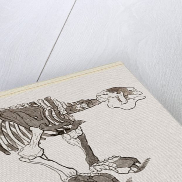 Skeleton of Megatherium by Anonymous