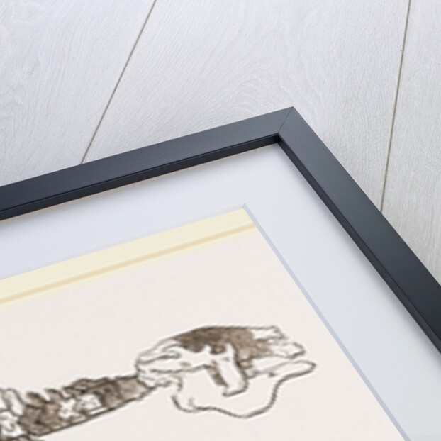 Skeleton of Megatherium by Anonymous