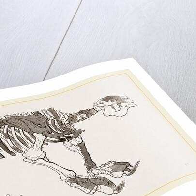 Skeleton of Megatherium by Anonymous