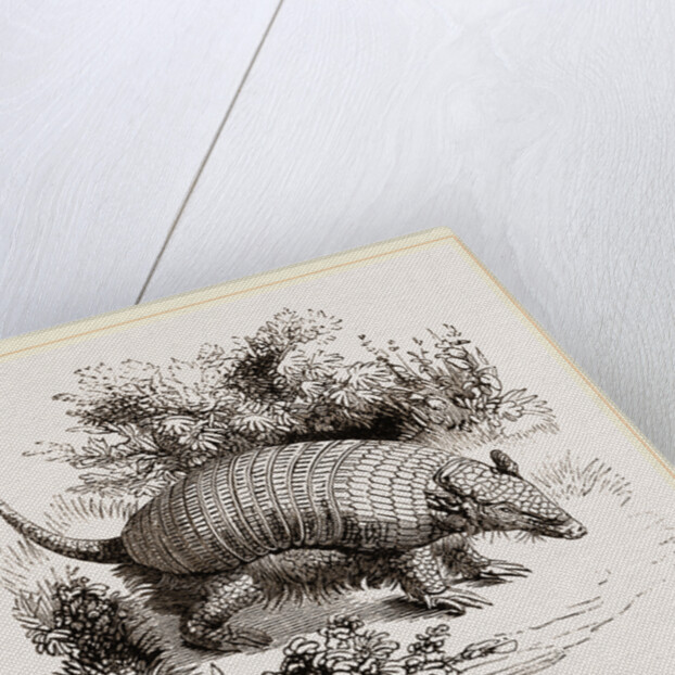 Armadillo by Anonymous