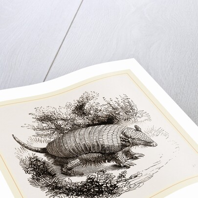 Armadillo by Anonymous