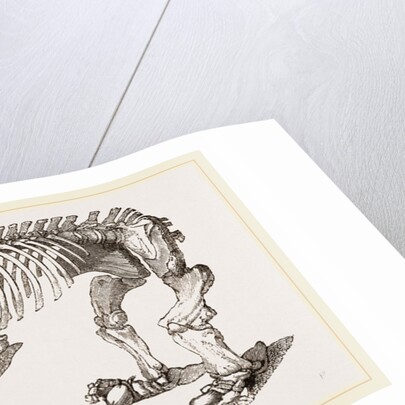Skeleton of Megatherium by Anonymous