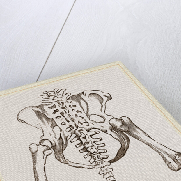 Pelvis of Sloth by Anonymous