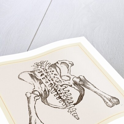 Pelvis of Sloth by Anonymous