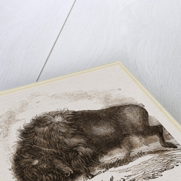 American Biscn by Anonymous