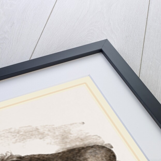 American Biscn by Anonymous