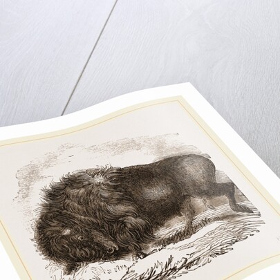 American Biscn by Anonymous