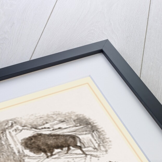 American Bisons by Anonymous