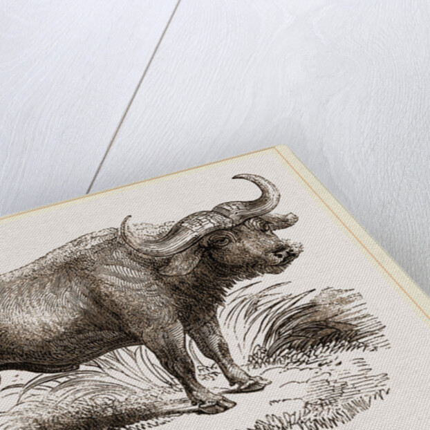 Cape Buffalo by Anonymous