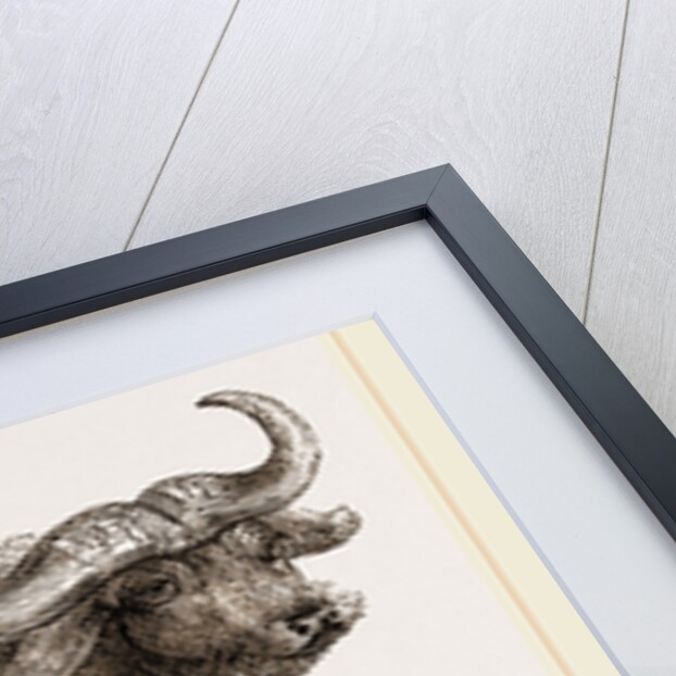 Cape Buffalo by Anonymous