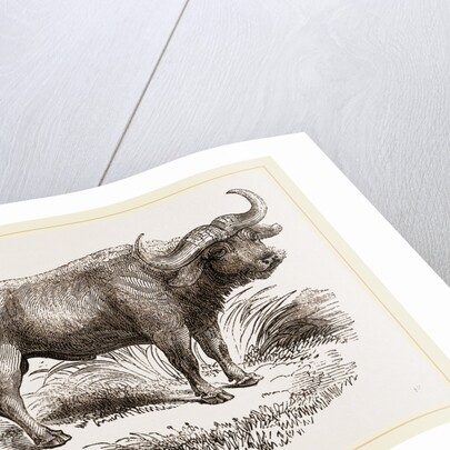 Cape Buffalo by Anonymous