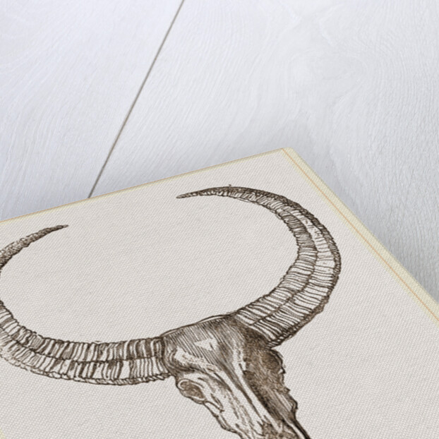 Horns of Arnee by Anonymous