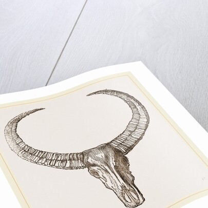 Horns of Arnee by Anonymous