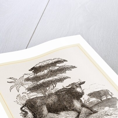 Cape Buffalo by Anonymous