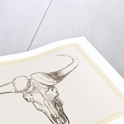 Skull of Bos Caffer by Anonymous
