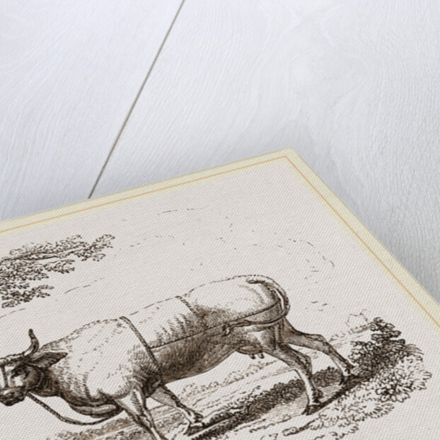 Cow with martingale by Anonymous