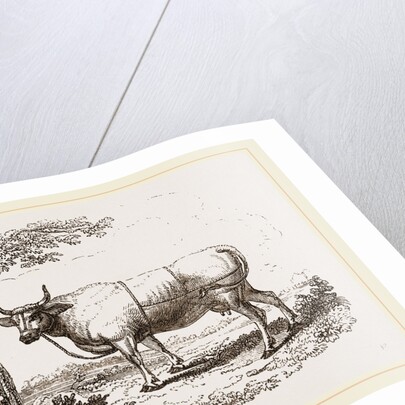 Cow with martingale by Anonymous