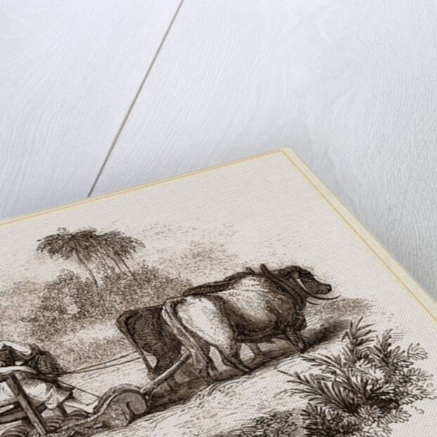 Oriental Threshing with the Sledge by Anonymous