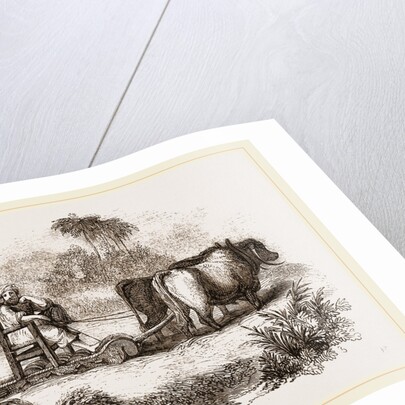 Oriental Threshing with the Sledge by Anonymous