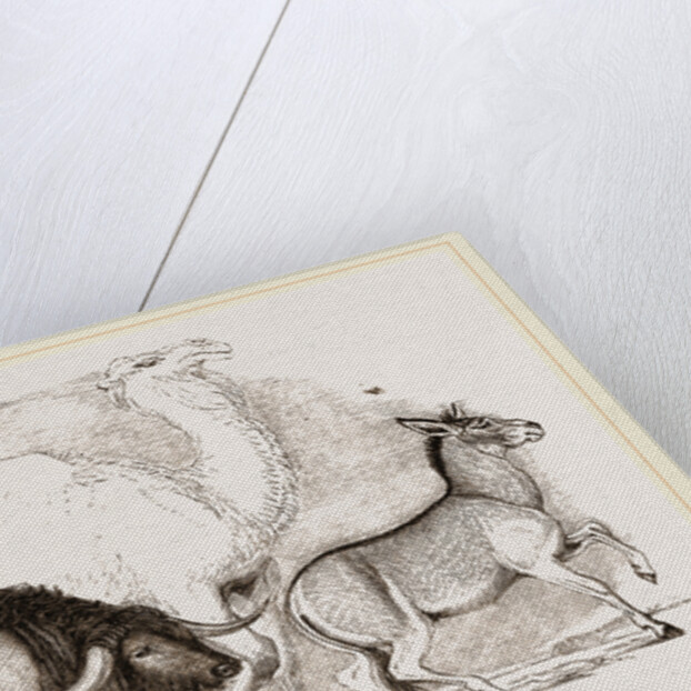 Syrian Ox Camel and Wild Ass by Anonymous