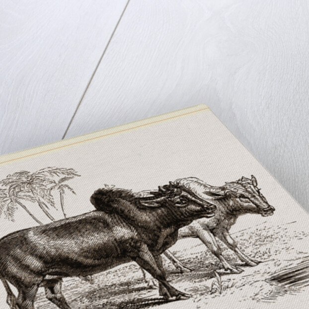 Zebus of the Zoological Gardens by Anonymous