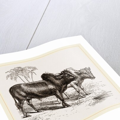 Zebus of the Zoological Gardens by Anonymous