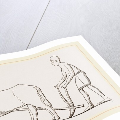 Ancient Egyptian Ploughing Egypt by Anonymous