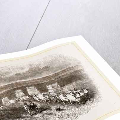 Bullock Caravan in Moldavia by Anonymous