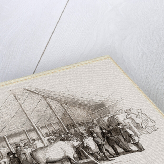 Exhibition of Prize Cattle by Anonymous