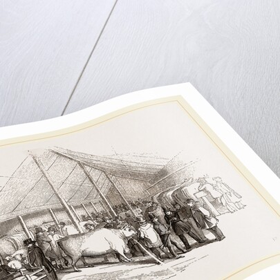 Exhibition of Prize Cattle by Anonymous