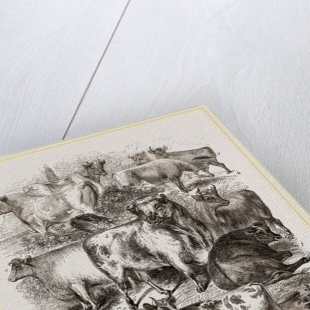 English Short-horned Cattle by Anonymous