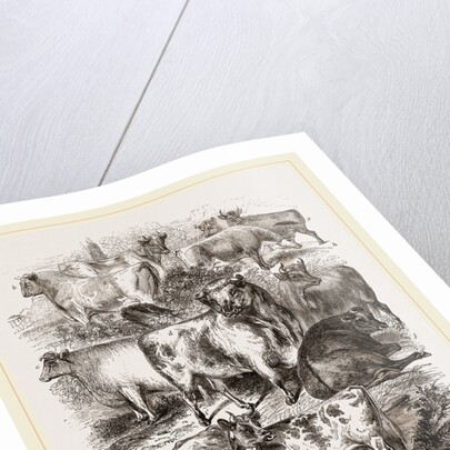 English Short-horned Cattle by Anonymous