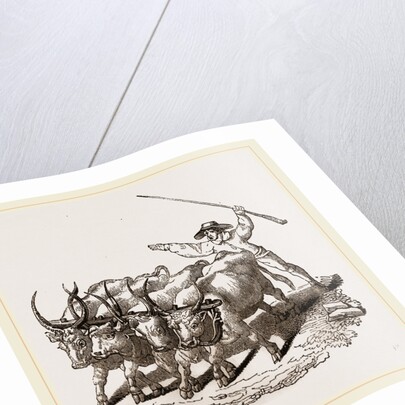 Driving Wild Cattle by Anonymous