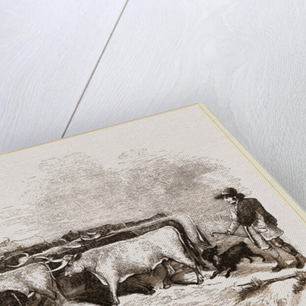 Cattle and Drover by Anonymous