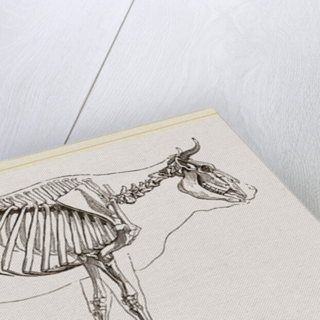 Skeleton of Cow by Anonymous