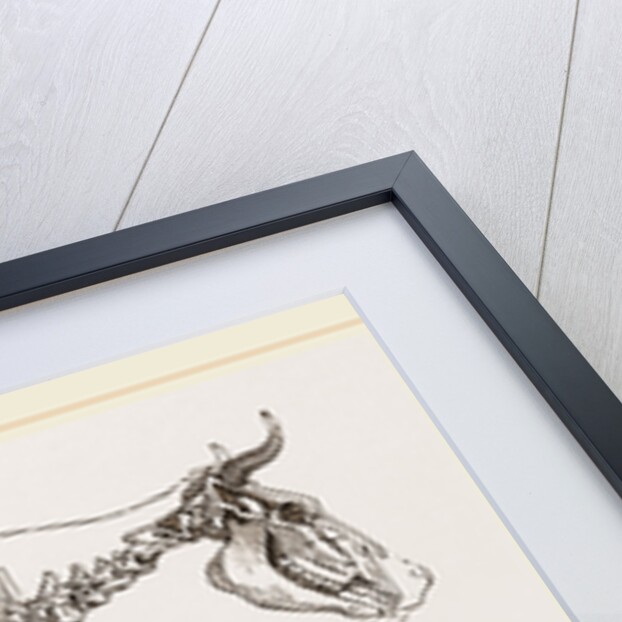 Skeleton of Cow by Anonymous