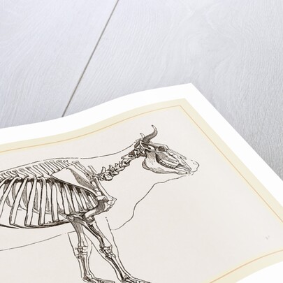 Skeleton of Cow by Anonymous