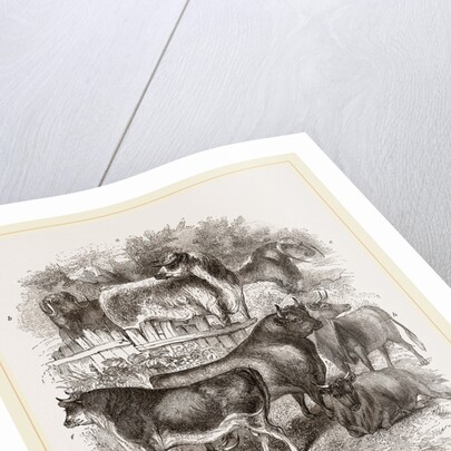 English domestic cattle UK by Anonymous