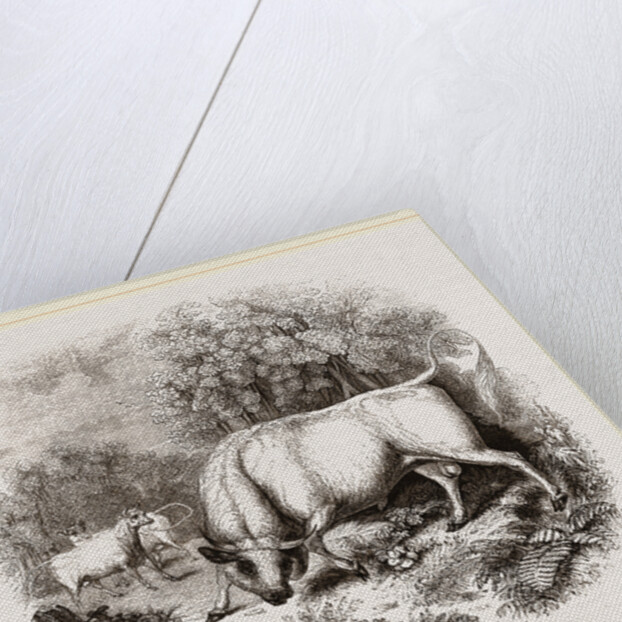 Wild White Cattle of Chillingham Park UK by Anonymous