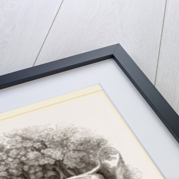 Wild White Cattle of Chillingham Park UK by Anonymous