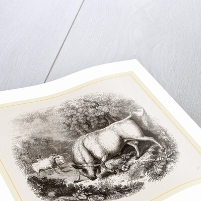 Wild White Cattle of Chillingham Park UK by Anonymous