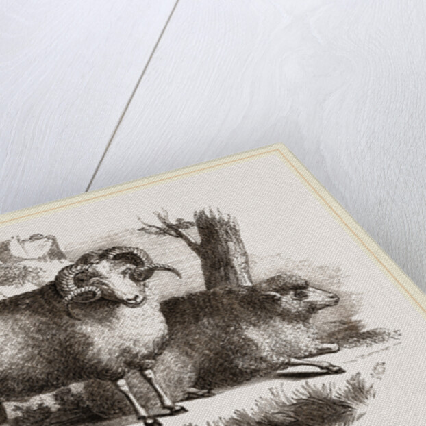 Merino sheep male and female by Anonymous