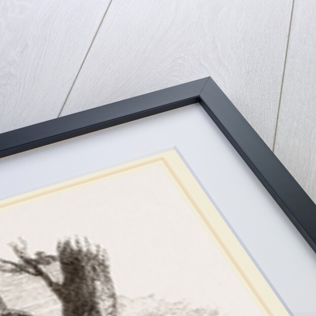 Merino sheep male and female by Anonymous