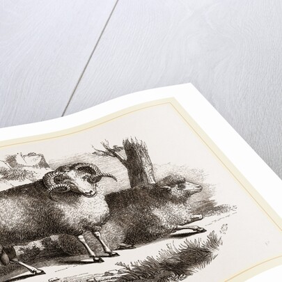 Merino sheep male and female by Anonymous