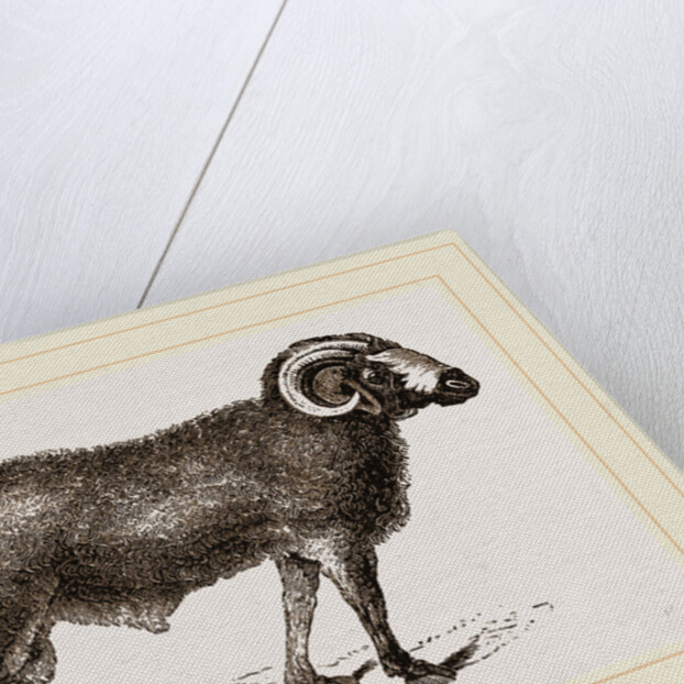 Fat-tailed Sheep of Syria by Anonymous