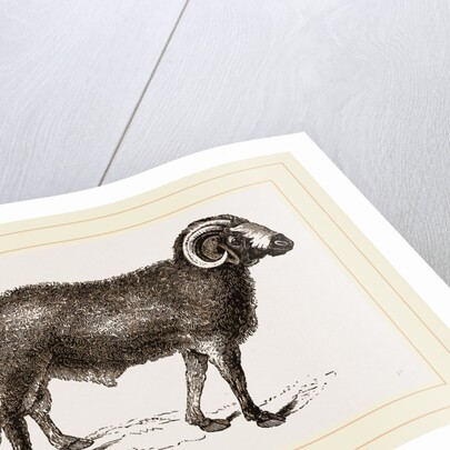 Fat-tailed Sheep of Syria by Anonymous