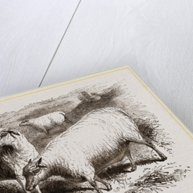 British Long-woolled Sheep UK by Anonymous