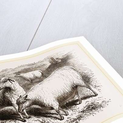 British Long-woolled Sheep UK by Anonymous