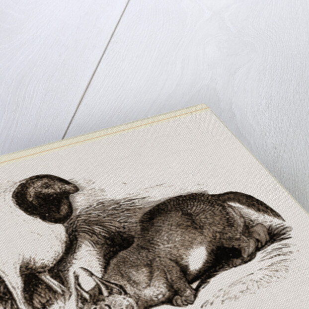 Persian Sheep and Caracal by Anonymous