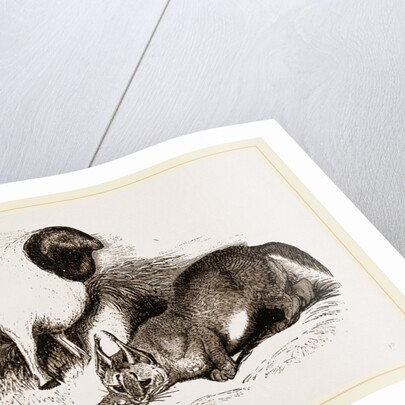 Persian Sheep and Caracal by Anonymous